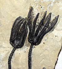 From Wikipedia: Echinoderms